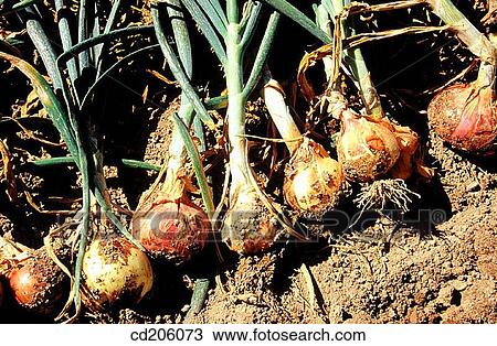 Onions View Large Photo Image Stock Image - Onions. Fotosearch