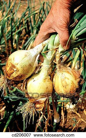 Onions View Large Photo Image Stock Photo - Onions. Fotosearch
