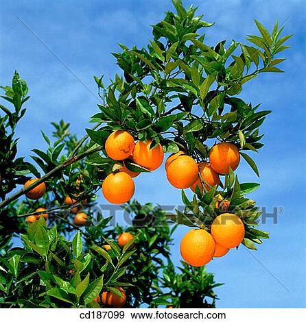 Orange tree View Large Photo Image Stock Photo - Orange tree. Fotosearch