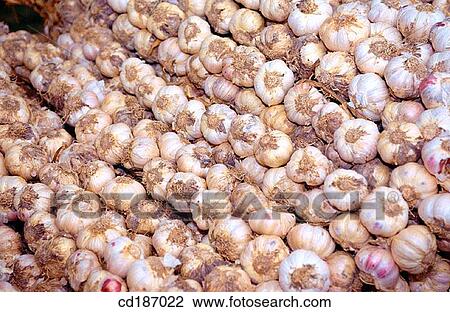 Organic farming: garlic View Large Photo Image Stock Image - Organic farming: garlic. Fotosearch