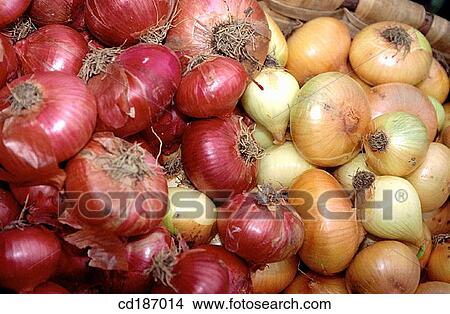 Organic farming: onions View Large Photo Image Picture - Organic farming: onions. Fotosearch
