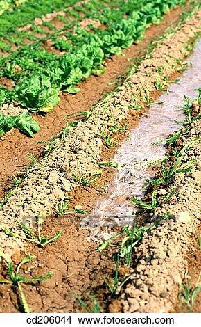 Organic farming View Large Photo Image Picture - Organic farming. Fotosearch
