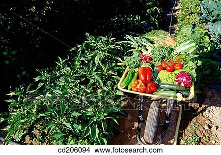 Organic farming View Large Photo Image Picture - Organic farming. Fotosearch