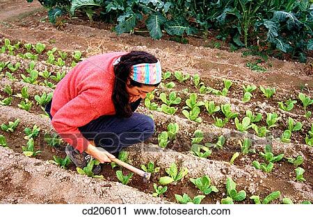 Stock Image - Organic farming. Fotosearch