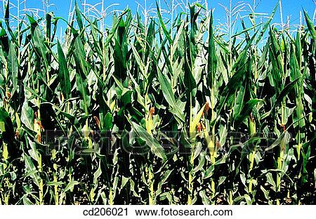 Organic farming View Large Photo Image Stock Image - Organic farming. Fotosearch