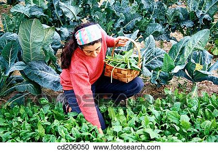 Organic farming View Large Photo Image Stock Image - Organic farming. Fotosearch