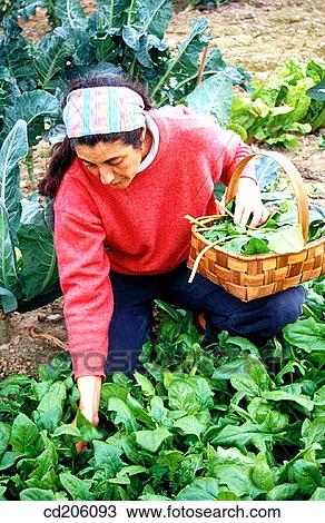 Stock Image - Organic farming. Fotosearch