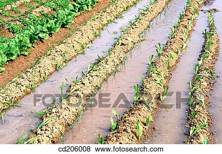 Stock Photo - Organic farming. Fotosearch