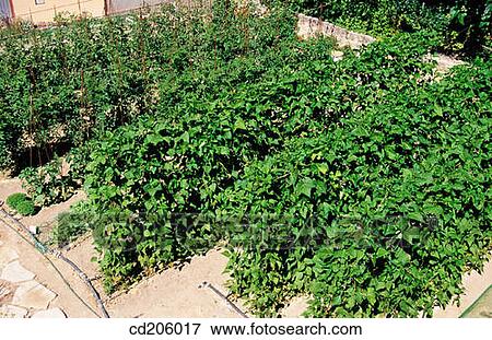 Stock Photo - Organic farming. Fotosearch