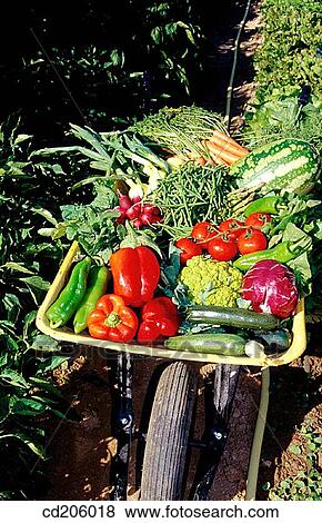 Organic farming View Large Photo Image Stock Photo - Organic farming. Fotosearch