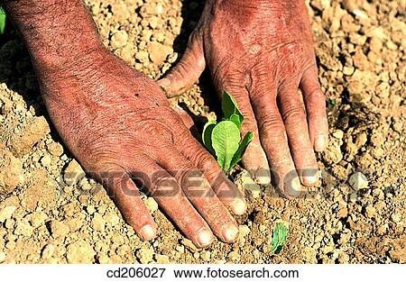 Organic farming View Large Photo Image Stock Photo - Organic farming. Fotosearch