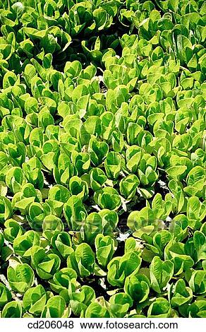 Organic farming View Large Photo Image Stock Photo - Organic farming. Fotosearch