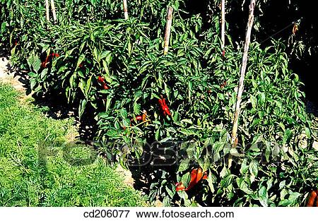 Organic farming View Large Photo Image Stock Photo - Organic farming. Fotosearch