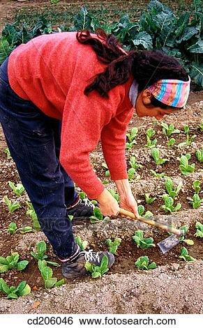 Organic farming View Large Photo Image Stock Photograph - Organic farming. Fotosearch