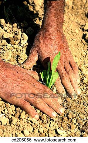 Organic farming View Large Photo Image Stock Photograph - Organic farming. Fotosearch