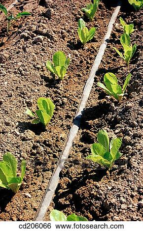 Stock Photograph - Organic farming. Fotosearch
