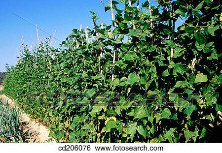 Organic farming View Large Photo Image Stock Photograph - Organic farming. Fotosearch