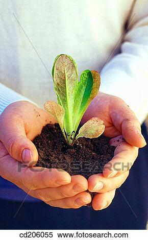 Organic farming View Large Photo Image Stock Photography - Organic farming. Fotosearch