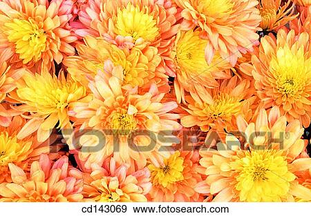 Patten of flowers View Large Photo Image Stock Photo - Patten of flowers. Fotosearch