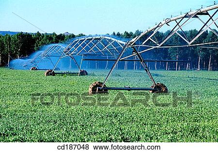 Pea fields irrigation View Large Photo Image Stock Photo - Pea fields irrigation. Fotosearch