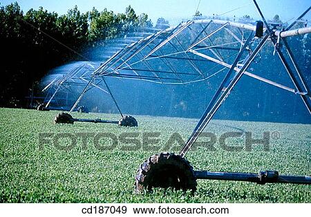 Pea fields irrigation View Large Photo Image Stock Photo - Pea fields irrigation. Fotosearch