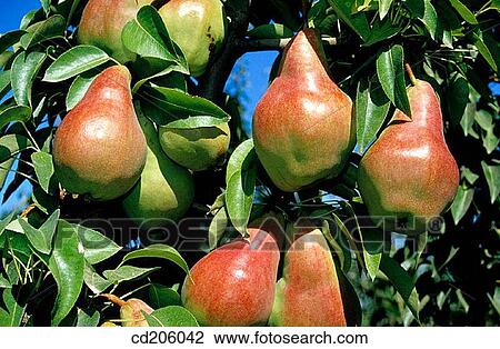 Pears View Large Photo Image Stock Image - Pears. Fotosearch