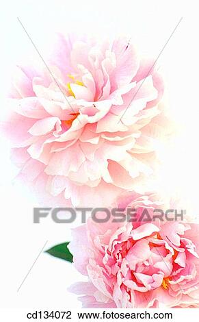 Peony, Paeonia hybr. View Large Photo Image Stock Image - Peony, Paeonia hybr.. Fotosearch