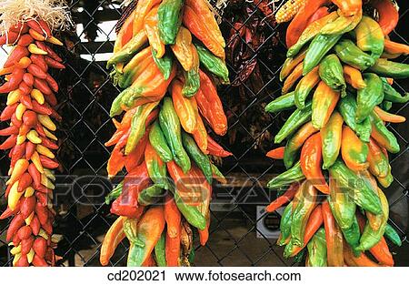 Peppers drying. Taos. New Mexico. USA View Large Photo Image Stock Image - Peppers drying. Taos. New Mexico. USA. Fotosearch