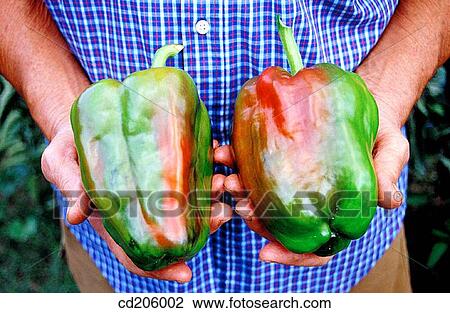 Peppers View Large Photo Image Stock Image - Peppers. Fotosearch