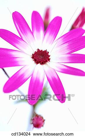 Pericallis hybr. View Large Photo Image Picture - Pericallis hybr.. Fotosearch