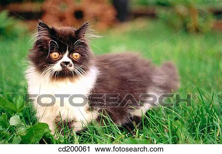 Stock Image - Persian kitten. Fotosearch