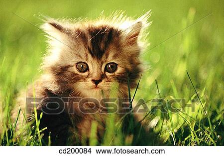 Picture - Persian silver patch tabby kitten. Fotosearch
