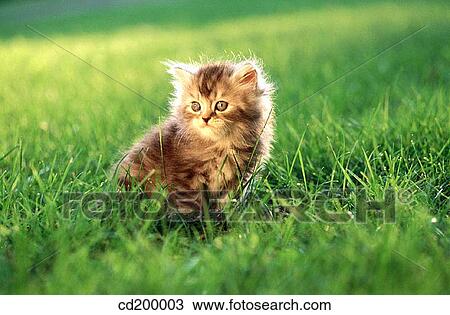 Persian silver patch tabby kitten View Large Photo Image Stock Image - Persian silver patch tabby kitten. Fotosearch