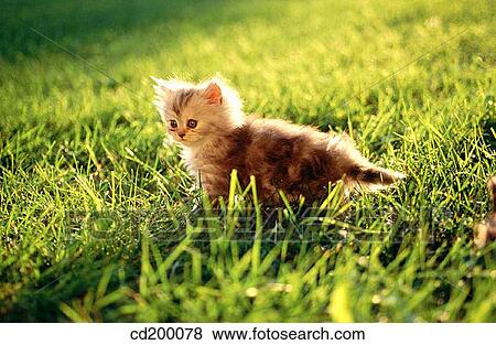 Persian silver patch tabby kitten View Large Photo Image Stock Photo - Persian silver patch tabby kitten. Fotosearch