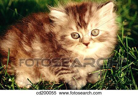 Persian silver patch tabby kitten View Large Photo Image Stock Photography - Persian silver patch tabby kitten. Fotosearch