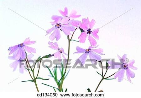 Stock Image - Phlox hybr.. Fotosearch