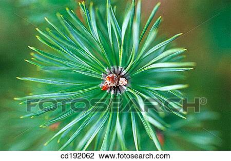 Pine tree View Large Photo Image Stock Image - Pine tree. Fotosearch