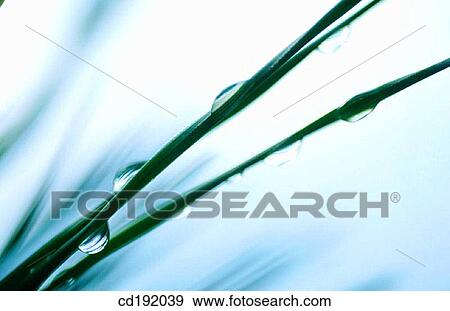 Pine tree View Large Photo Image Stock Photo - Pine tree. Fotosearch