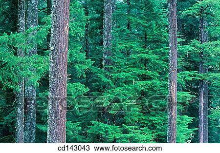 Pine trees. Cascade Mountain Range. Oreg? n. USA View Large Photo Image Stock Image - Pine trees. Cascade Mountain Range. Oreg? n. USA. Fotosearch