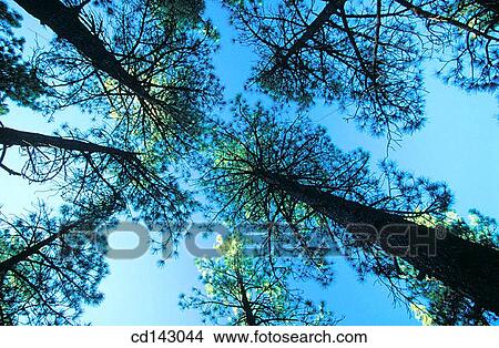 Pine trees. Cuyamaca Mountains. California. USA View Large Photo Image Picture - Pine trees. Cuyamaca Mountains. California. USA. Fotosearch