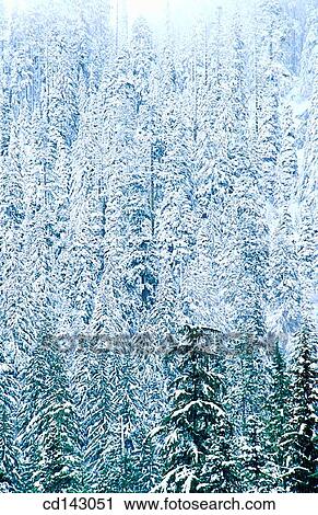 Pine trees in winter. Willamette National Forest. Oregon. USA View Large Photo Image Stock Image - Pine trees in winter. Willamette National Forest. Oregon. USA. Fotosearch