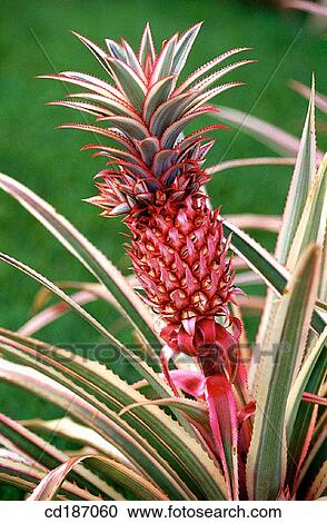 Pineapple. Colombia View Large Photo Image Stock Image - Pineapple. Colombia. Fotosearch