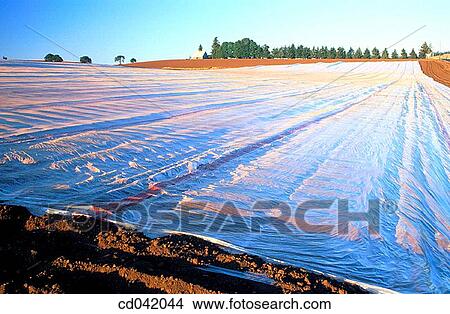 Picture - Plastic covering plowed fields to prevent soil erosion until crops are planted. Fotosearch