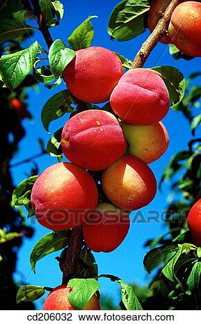 Stock Image - Plums. Fotosearch
