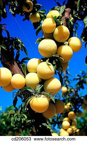 Stock Image - Plums. Fotosearch