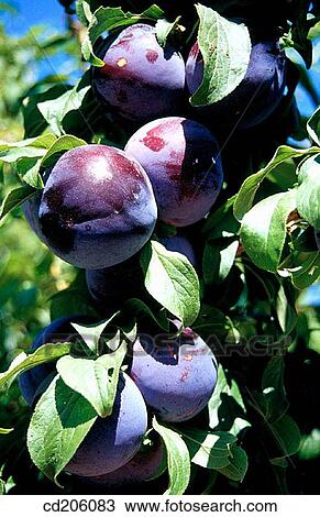 Plums View Large Photo Image Stock Image - Plums. Fotosearch