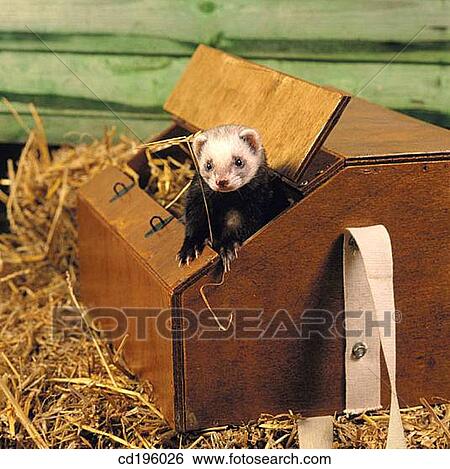 Polecat ferret View Large Photo Image Stock Photograph - Polecat ferret. Fotosearch