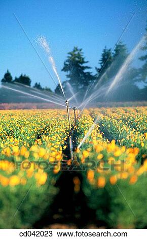 Poppy fields, irrigation View Large Photo Image Stock Image - Poppy fields, irrigation. Fotosearch