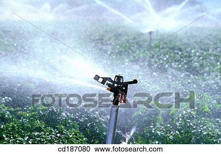 Potato fields irrigation View Large Photo Image Stock Image - Potato fields irrigation. Fotosearch