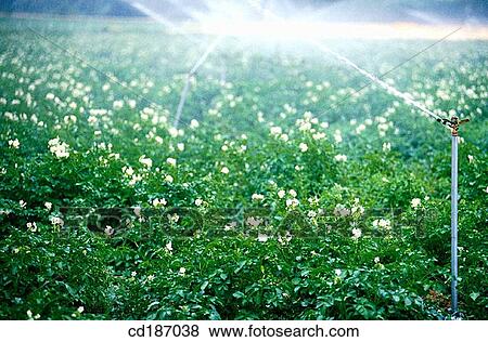 Stock Photo - Potato fields irrigation. Fotosearch